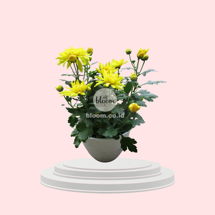 Chrysanthemum Lumin