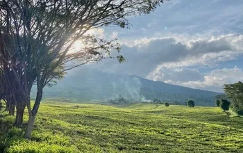 Pagar Alam